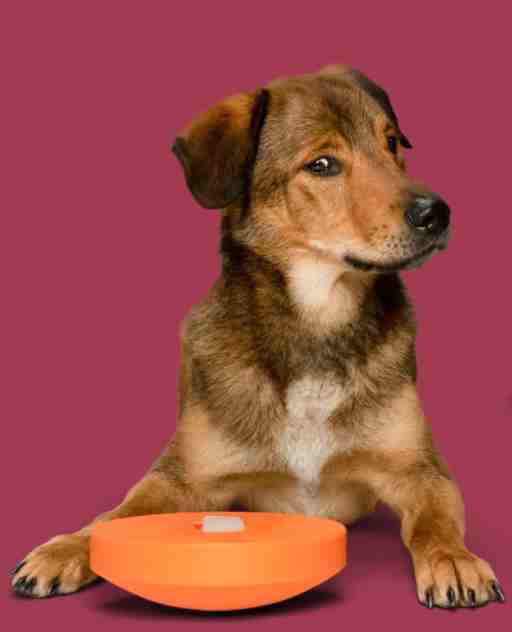 Hunde mit Boogl