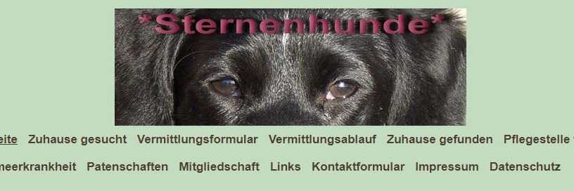 Sternenhunde2